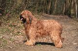 BRIARD 018